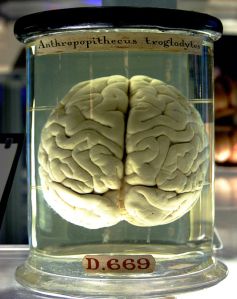 It's a chimp brain, yes. That's probably who was operating the lab.  Via Wikimedia Commons